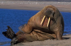 Image result for Walrus